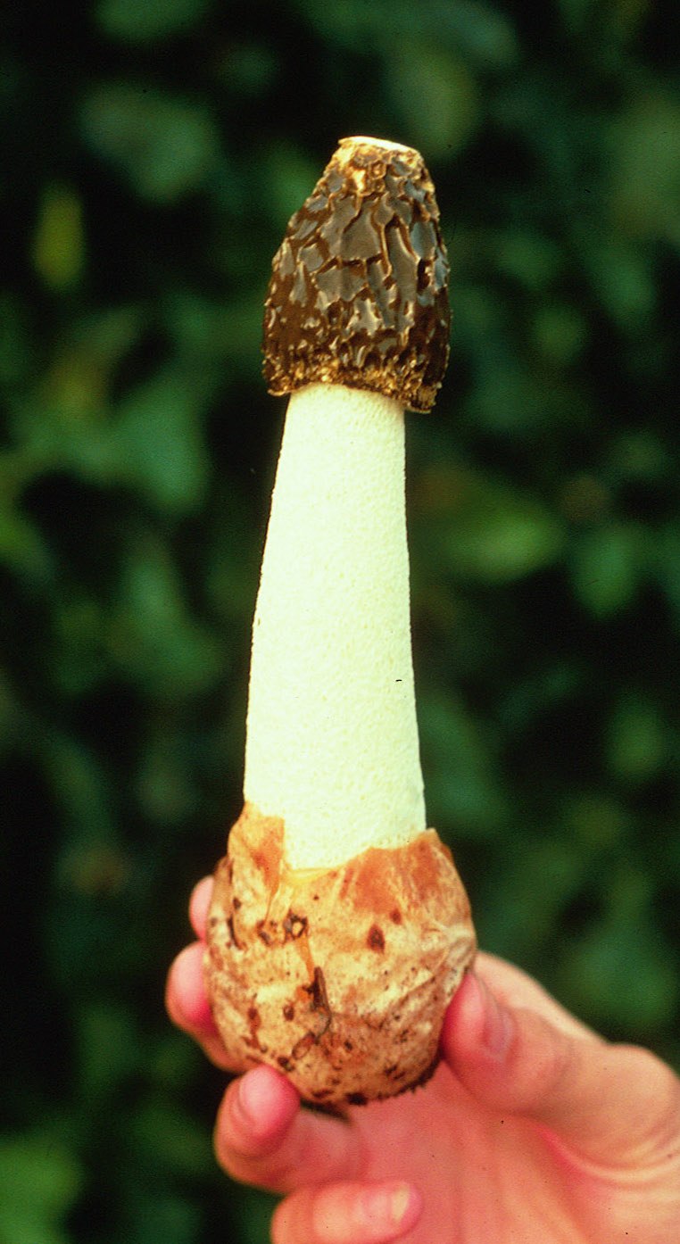 Гриб Веселка обыкновенная