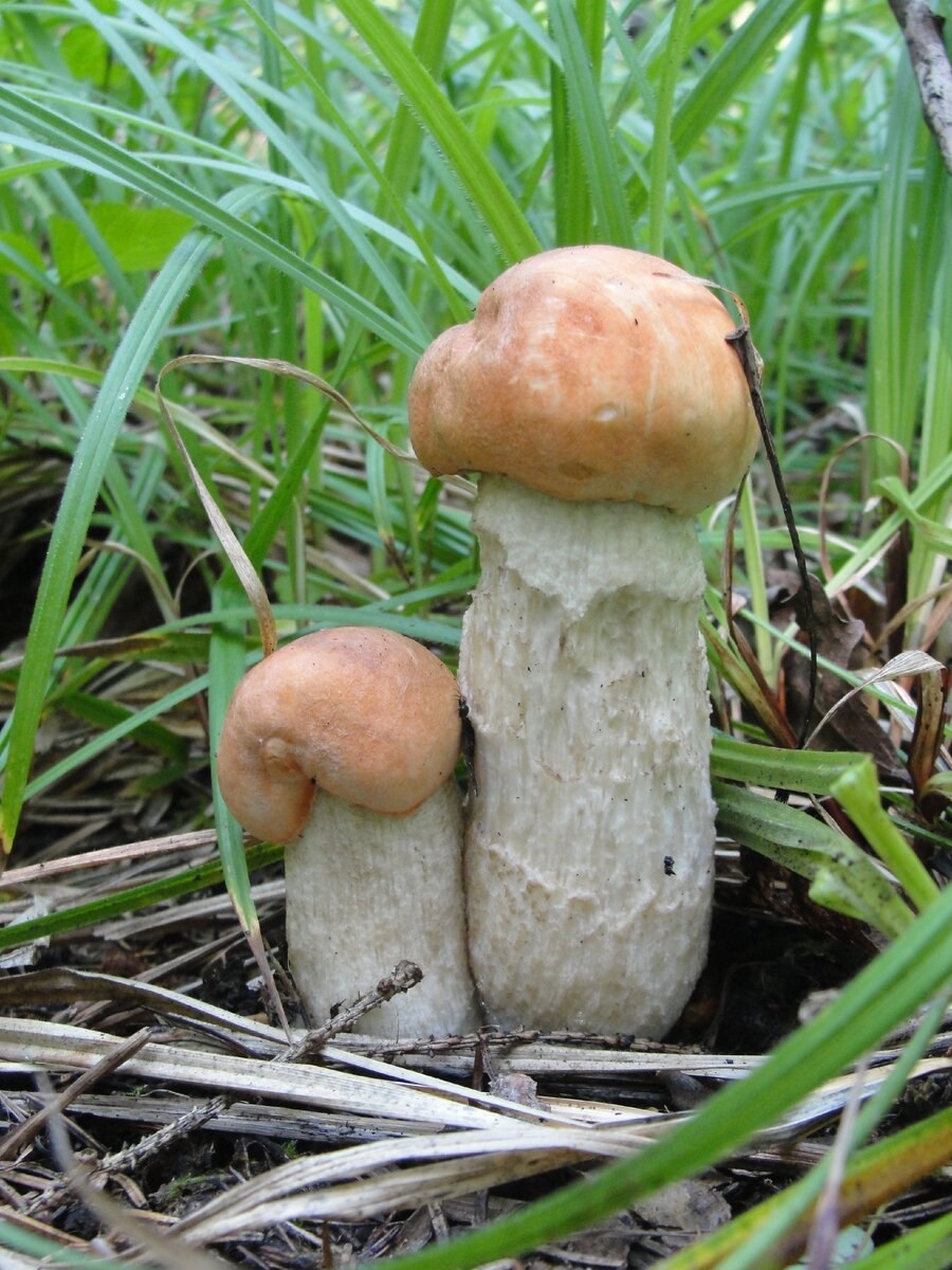 Летние грибы съедобные