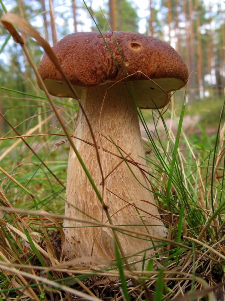 Гриб Боровик