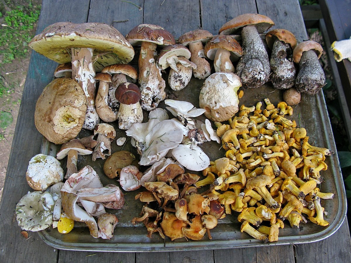 Какое название позволило разделить грибы. Грибы разные. Съедобные грибы. Много разных грибов. Много съедобных грибов.
