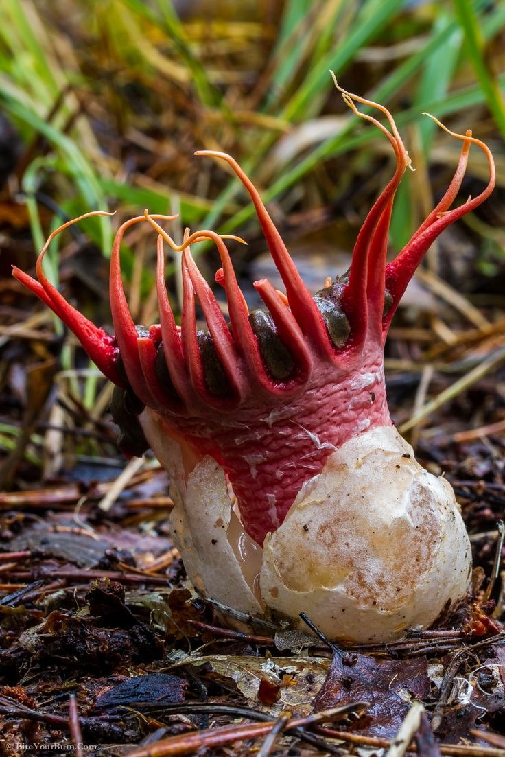 Гриб морской анемон