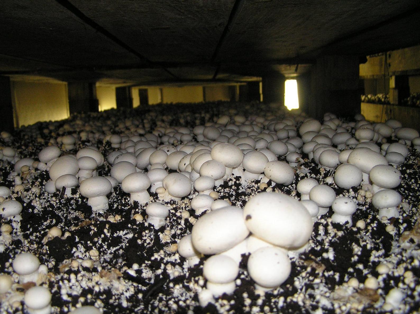 Выращивание грибов с нуля
