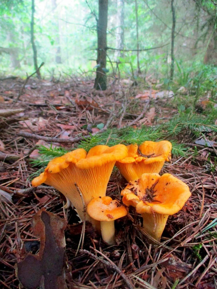 Lactarius aquizonatus