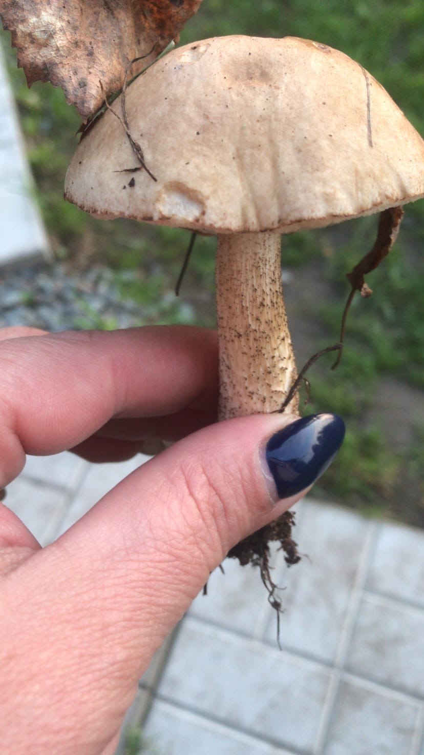 Свежесобранные грибы