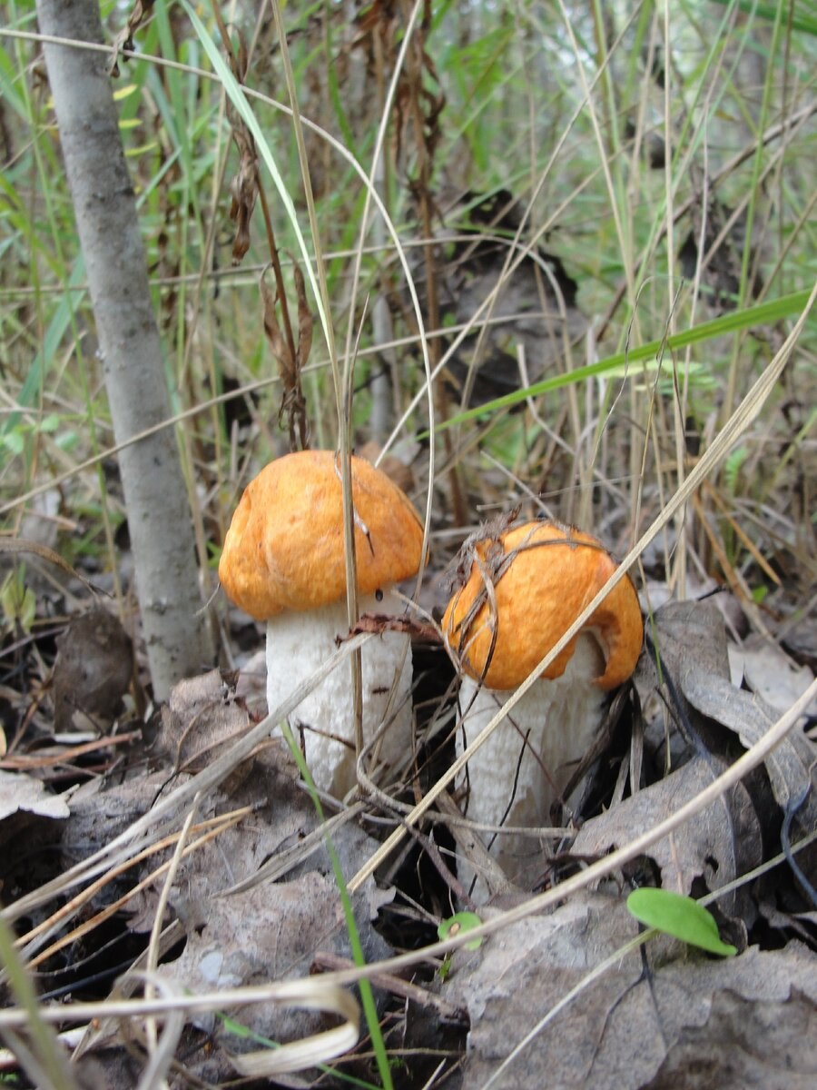 Подосиновики ложный подосиновик