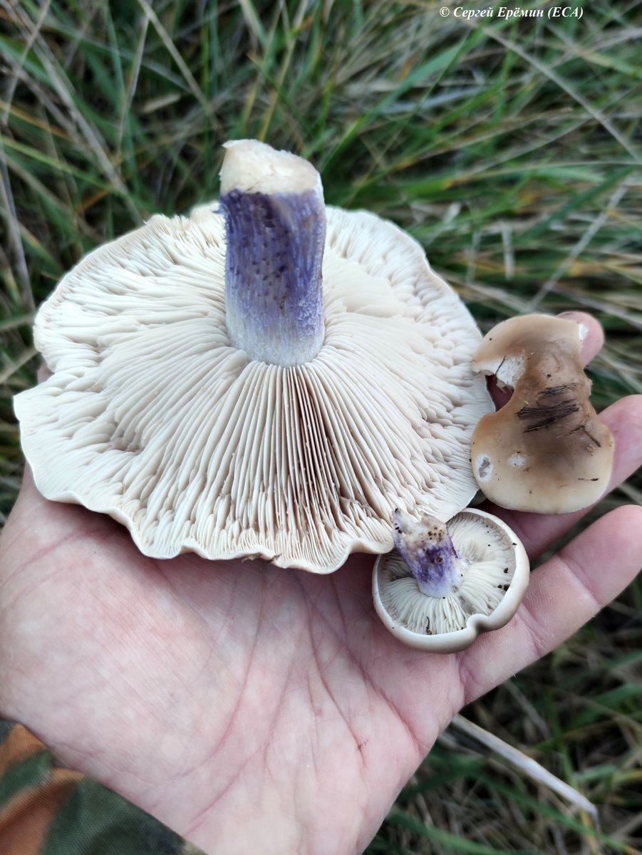 Синеножка гриб ложный