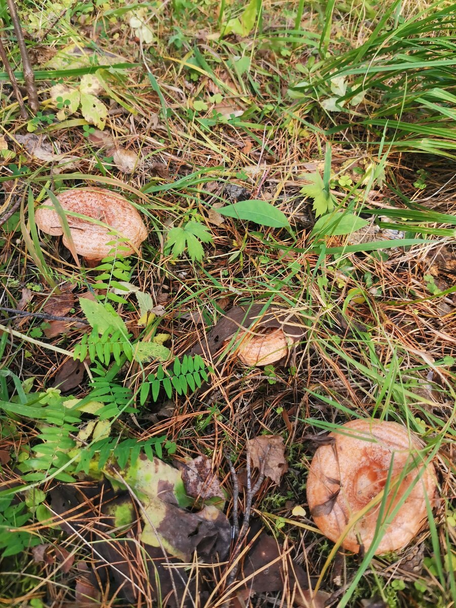 Грибы чернушки,волнушки,рыжики