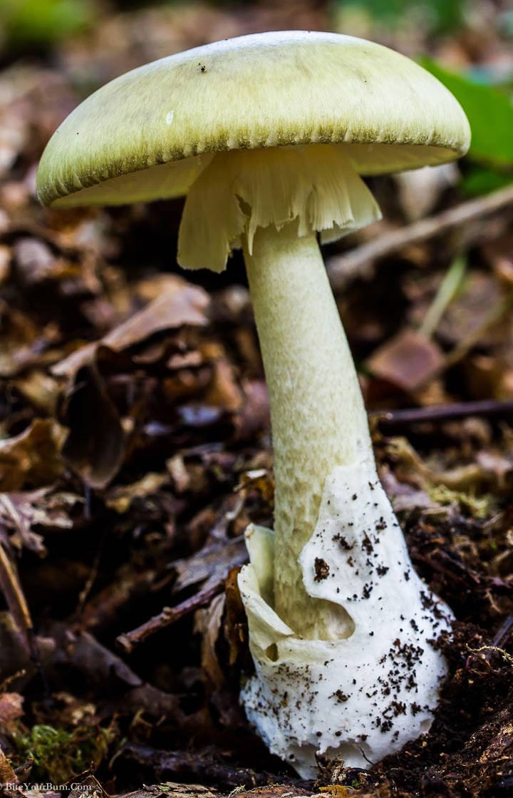 Мухомор белый (Amanita Verna)
