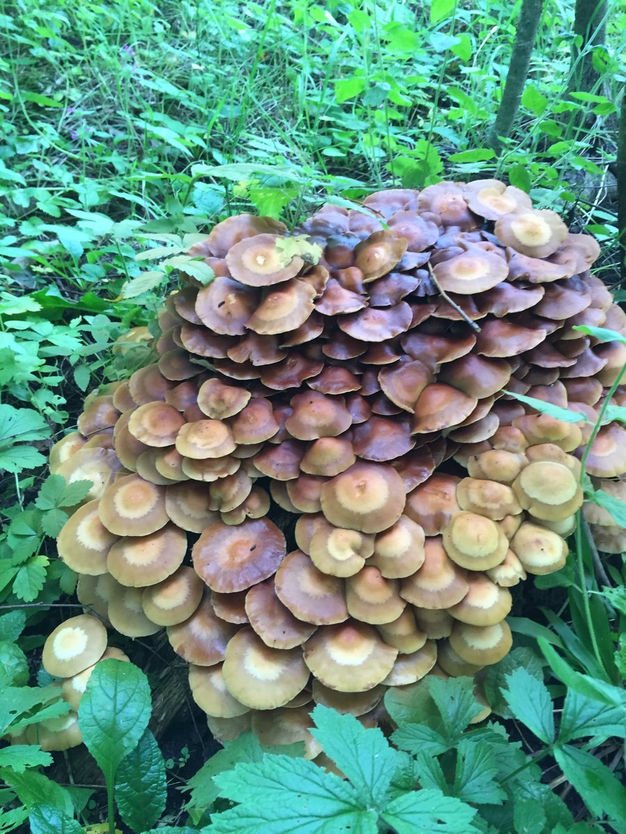 Опенок летний (kuehnerоmyces mutаbilis).