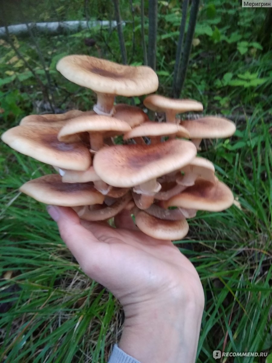 Летний опенок Kuehneromyces mutabilis