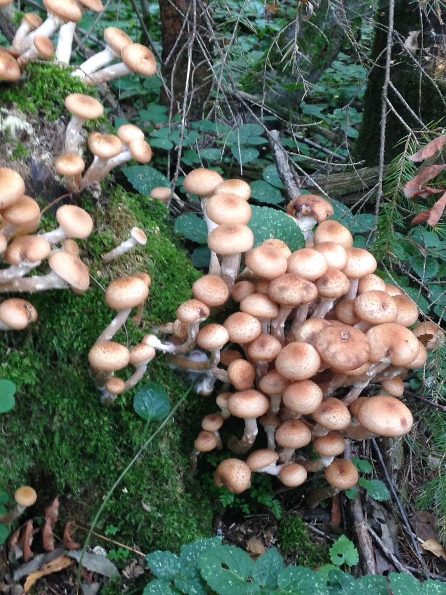 Лесные опята Лесные опята