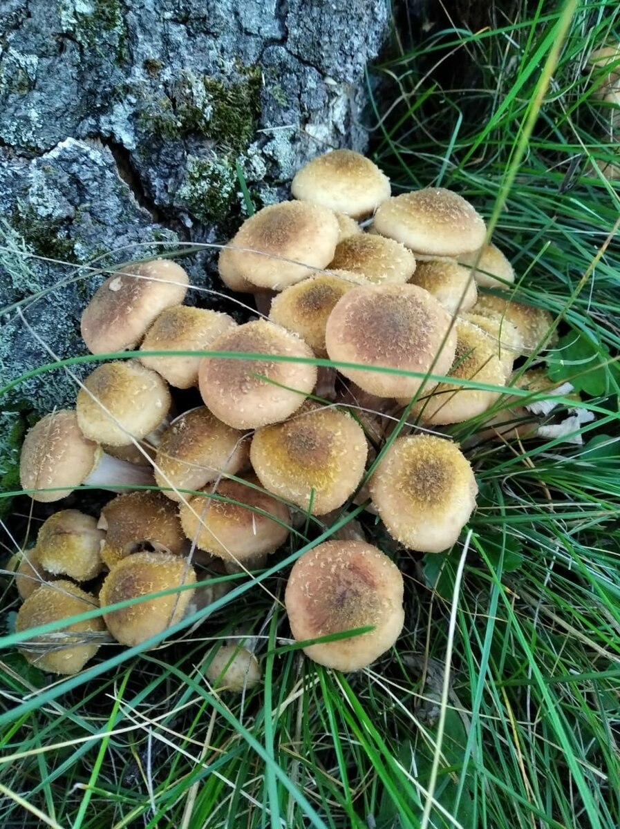 Опенок осенний и Галерина