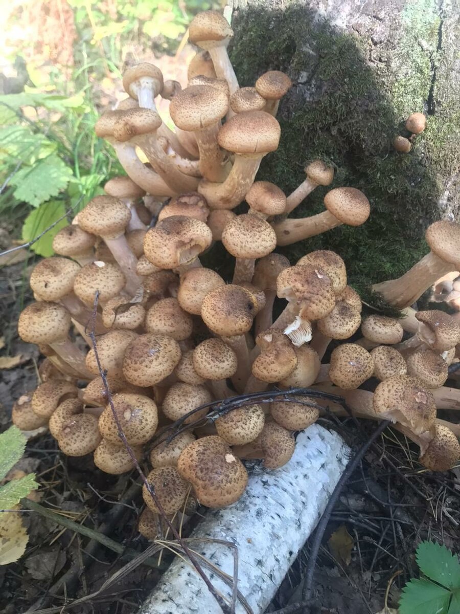 Летние опята старые (54 фото)