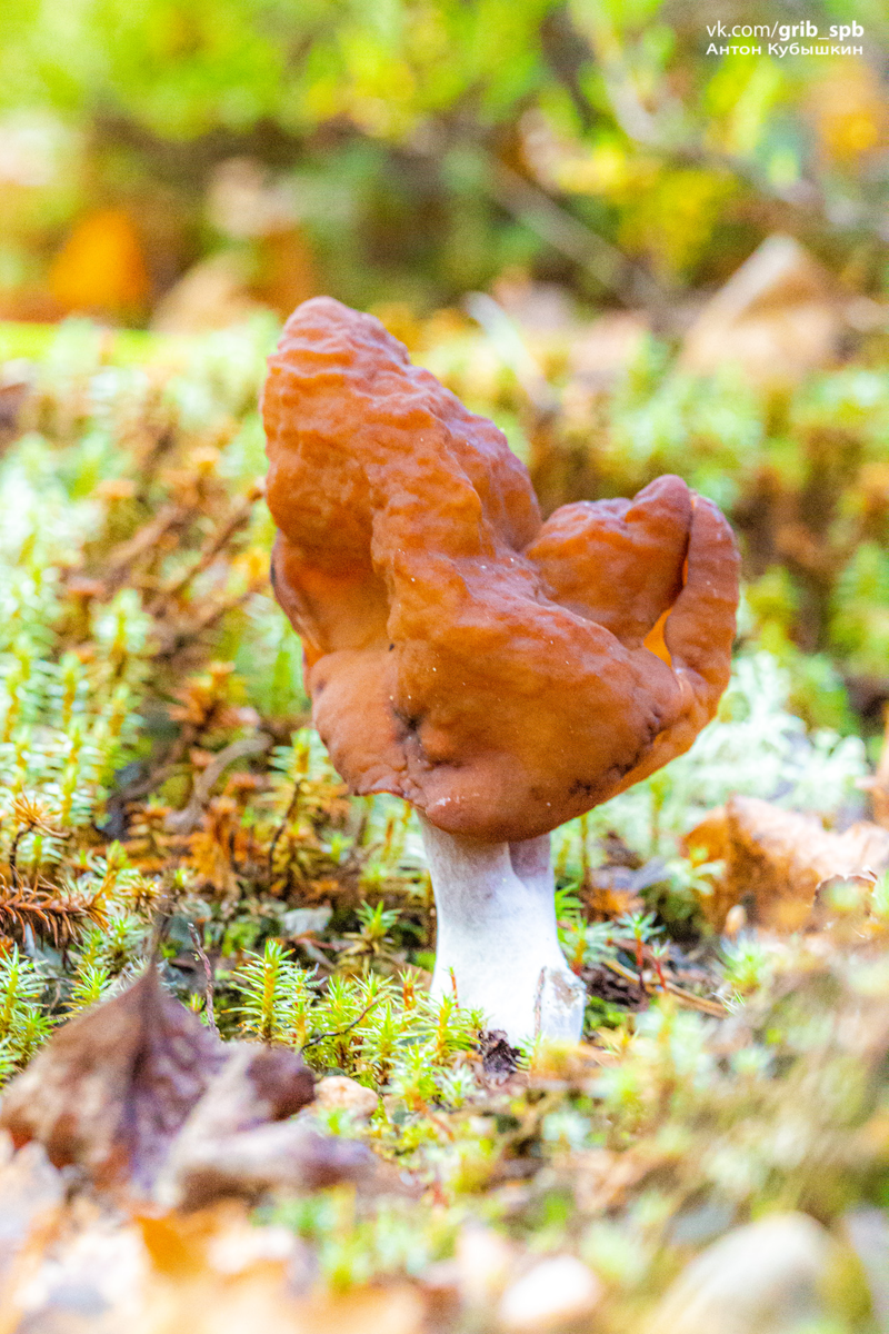 Строчок осенний лопастник инфулоподобный