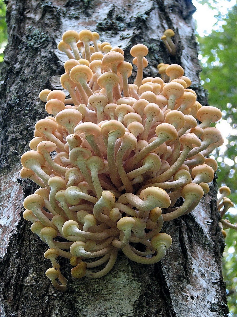 Грибы на стволе дерева