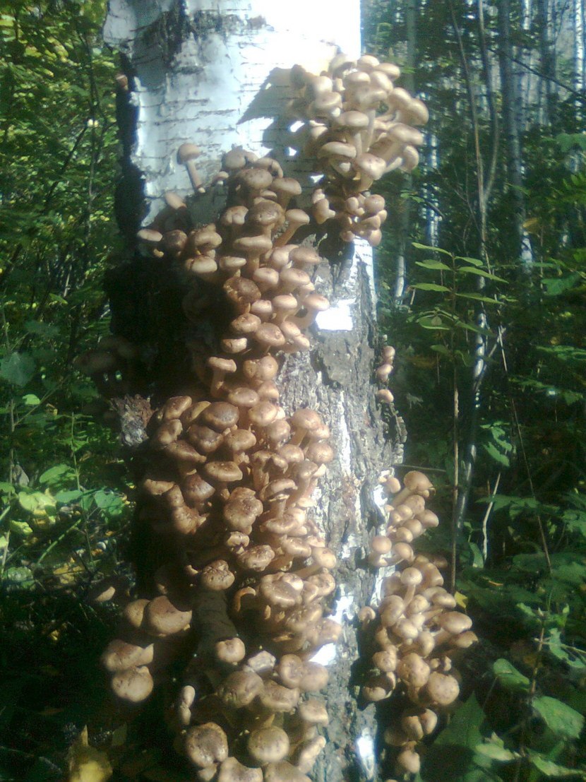Съедобные грибы Курской области осенние опята