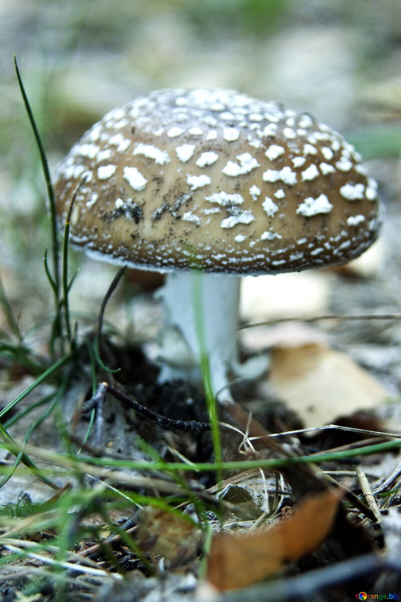 Зеленый гриб (50 фото)