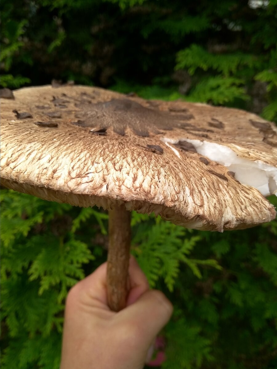 Гриб зонтик пёстрый пластинчатый