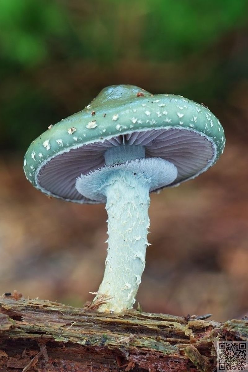 Зеленый гриб строфария