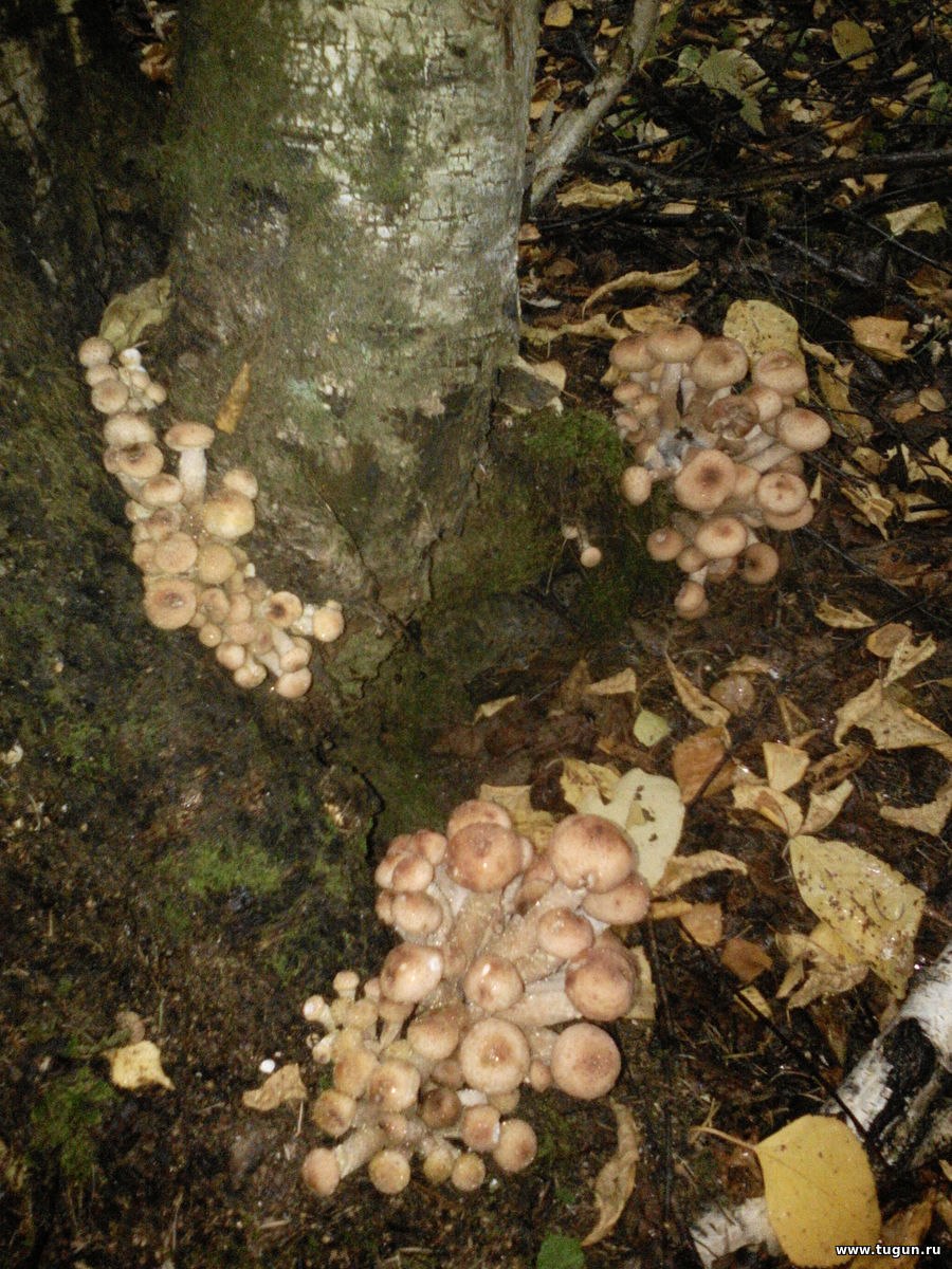 Опята в лесу Брянск