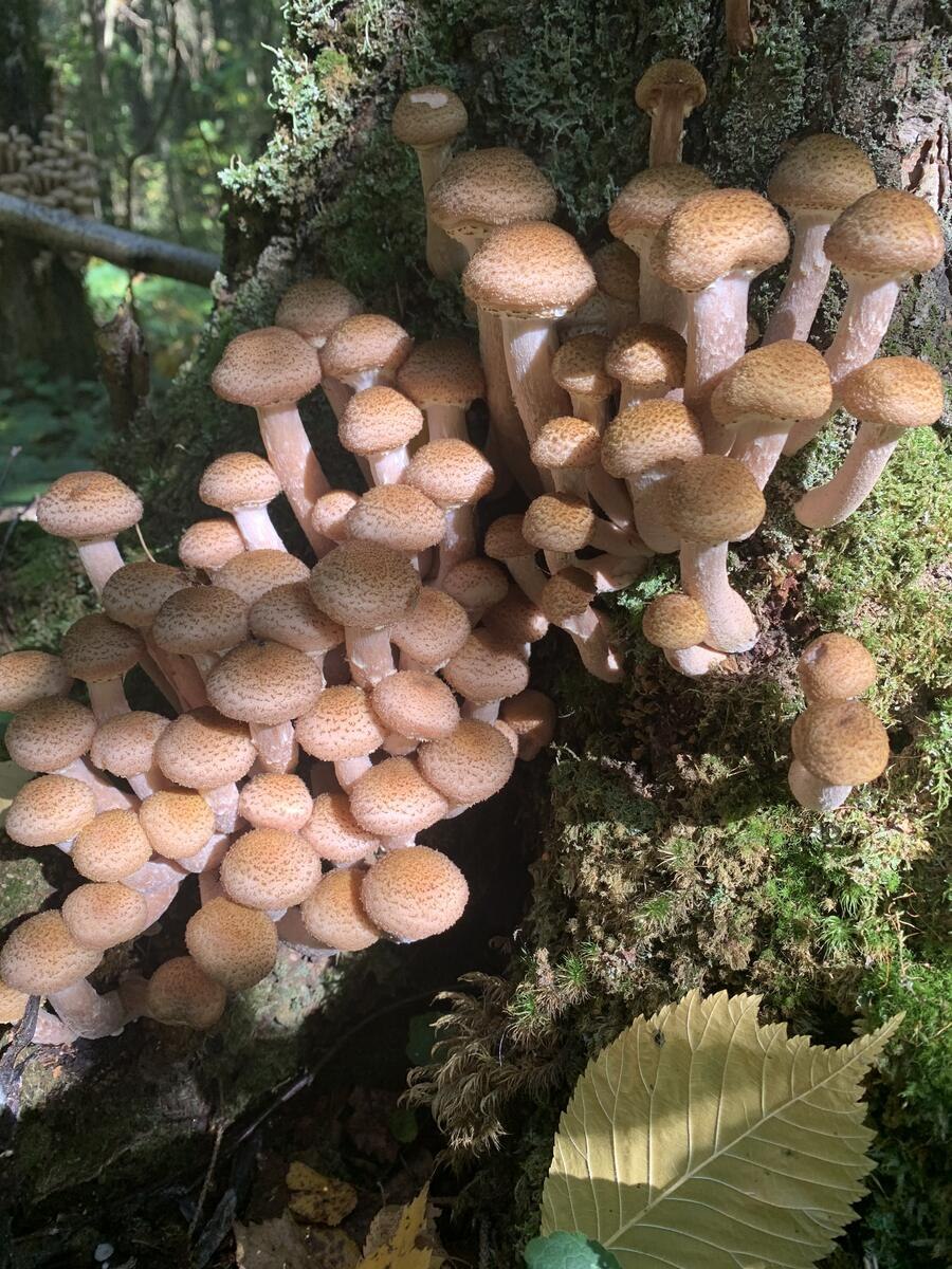 Опята осенние сезон