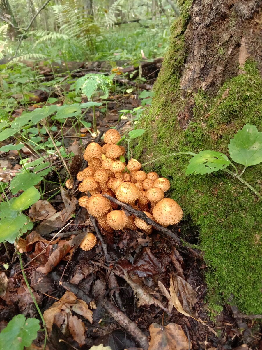 Опята в дубовом лесу (58 фото)