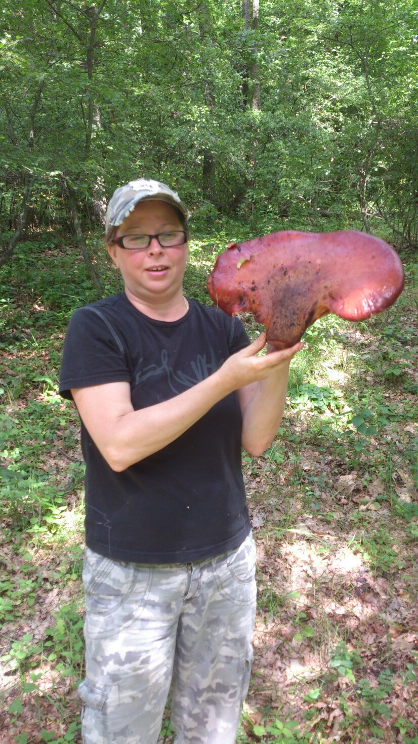 Гриб под сосной печеночник