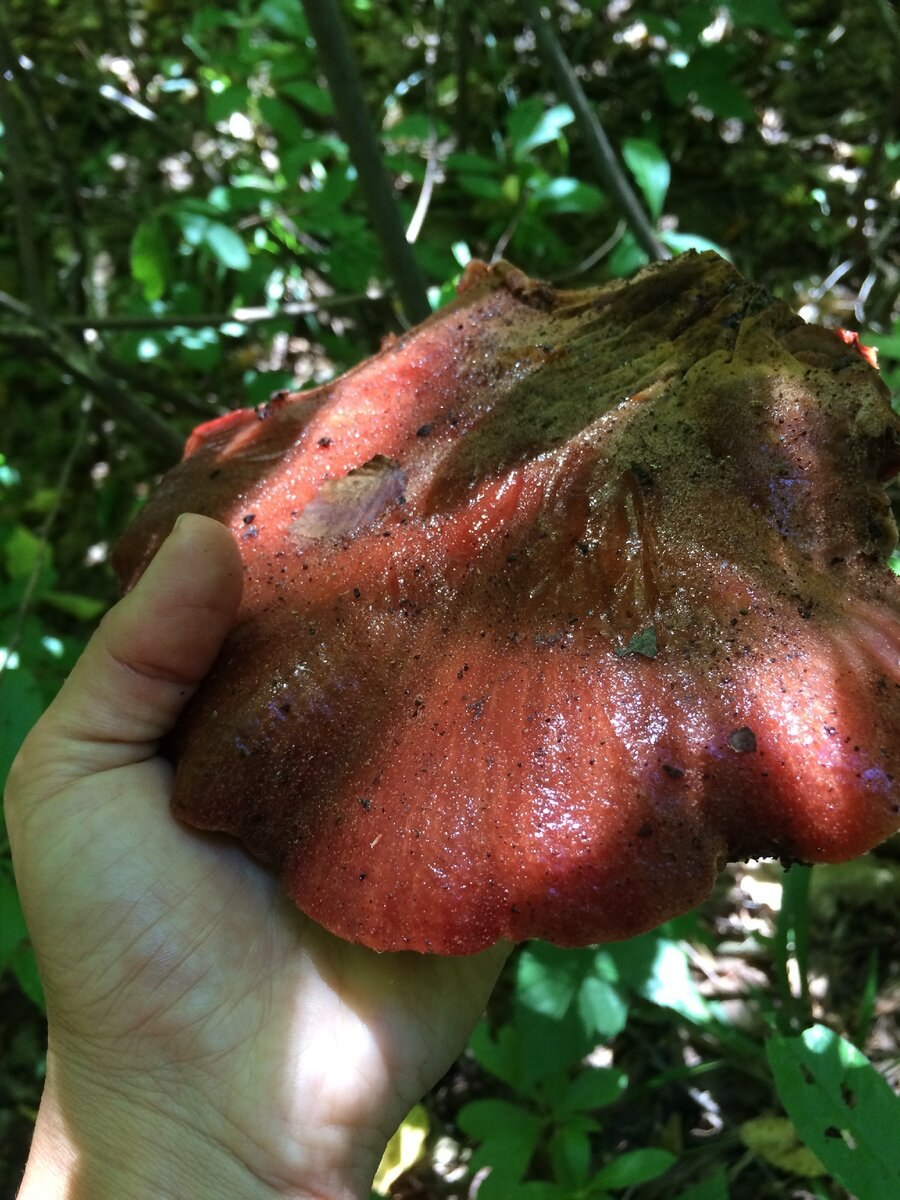 Печёночница обыкновенная гриб