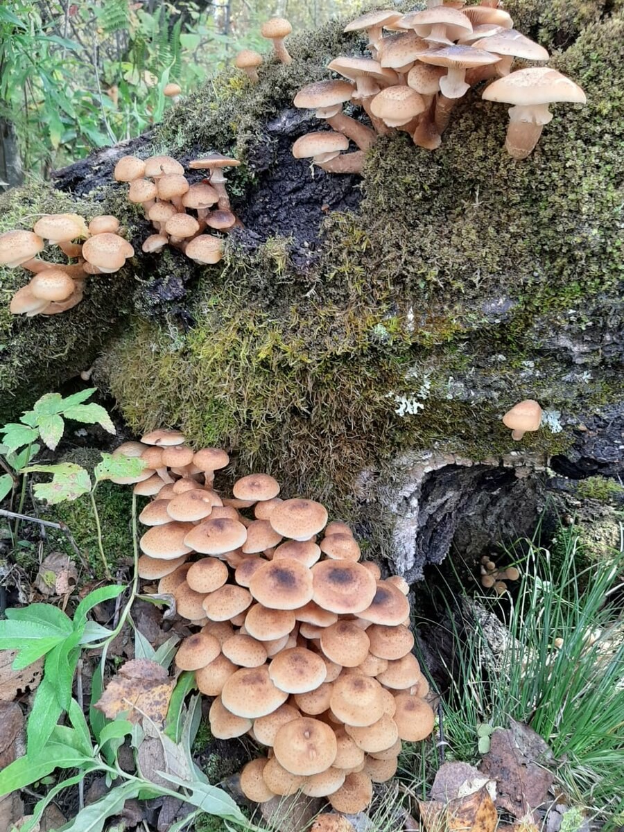 Опята пластинчатые