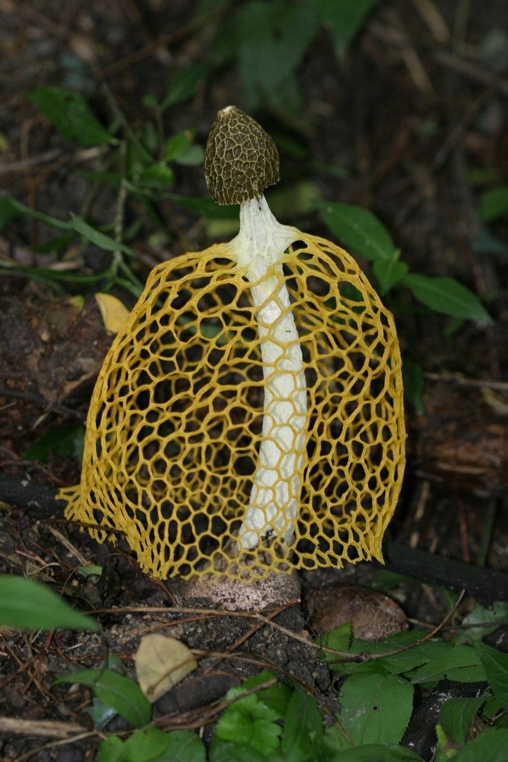 Диктиофора сдвоенная Сетконоска