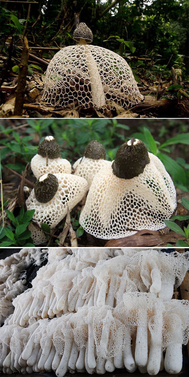 Сетконоска сдвоенная phallus duplicatus