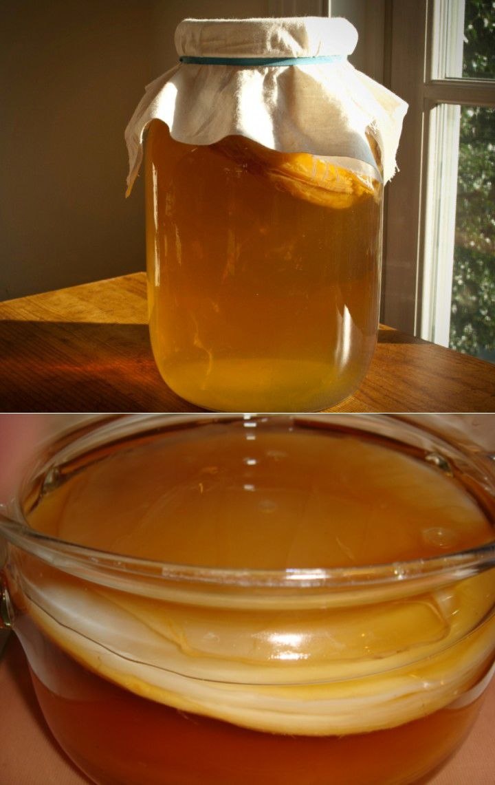 Чайный гриб медуза