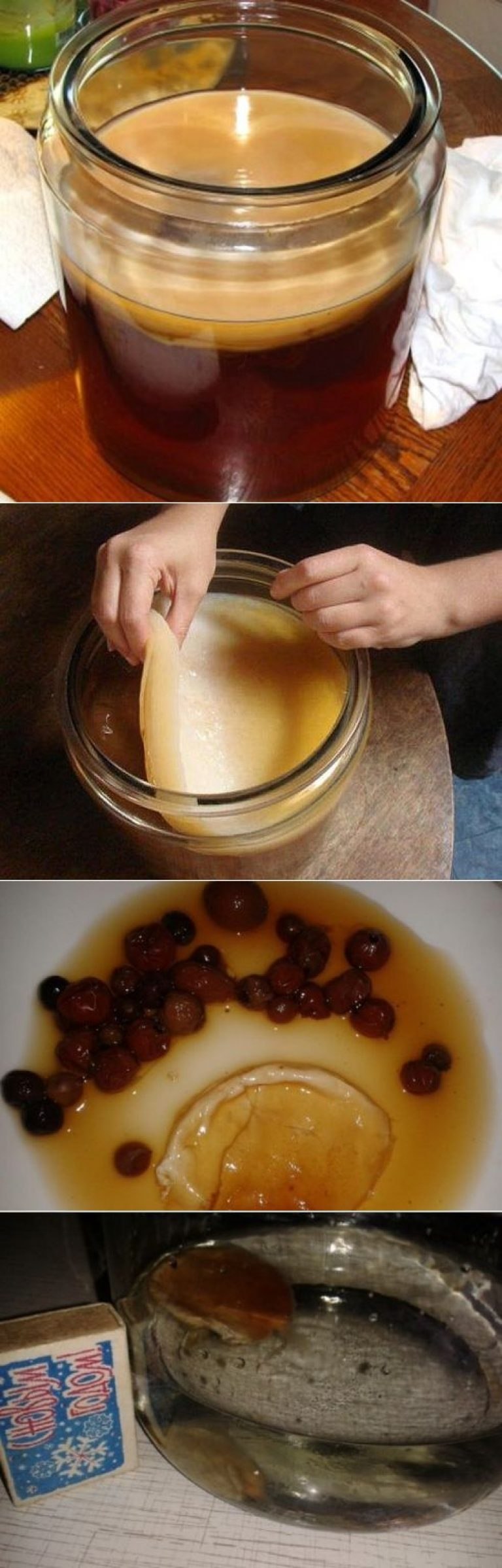 Чайный гриб "Kombucha Box"