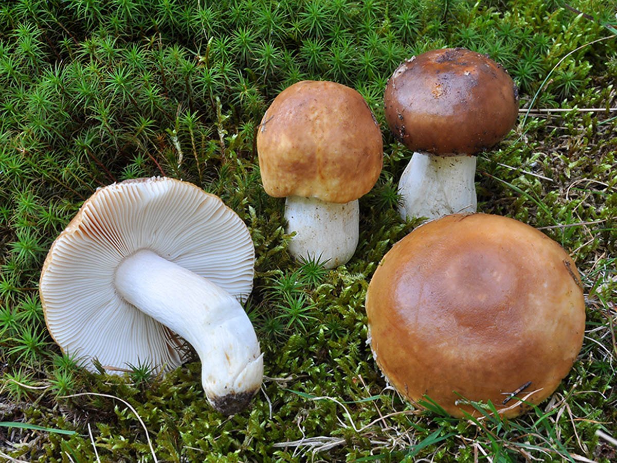 Russula mustelina