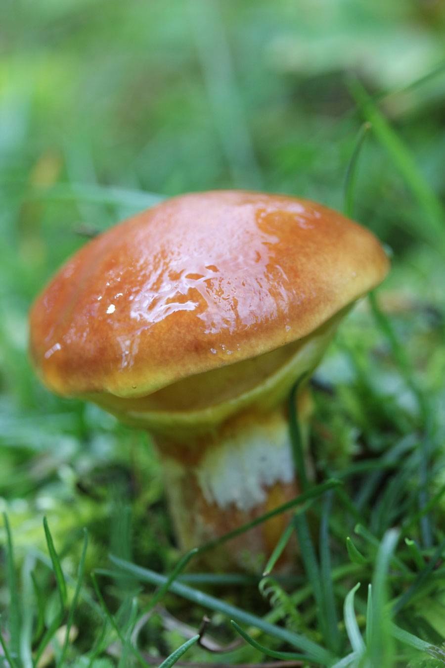 Маслёнок рубиновый (Suillus rubinus)