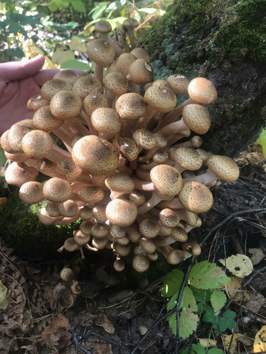 Грибы Успенские опята