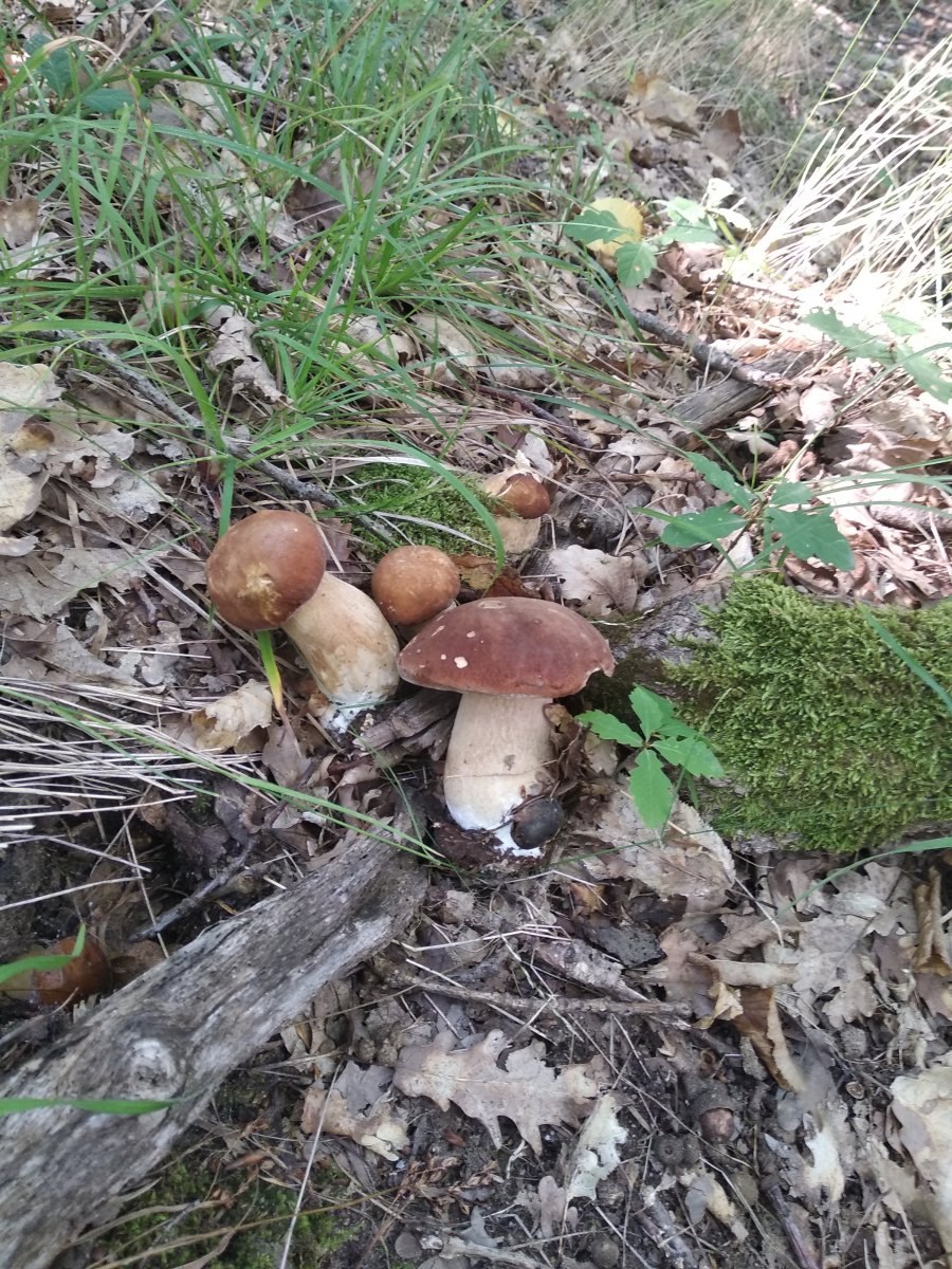 Белые грибы растут семьями