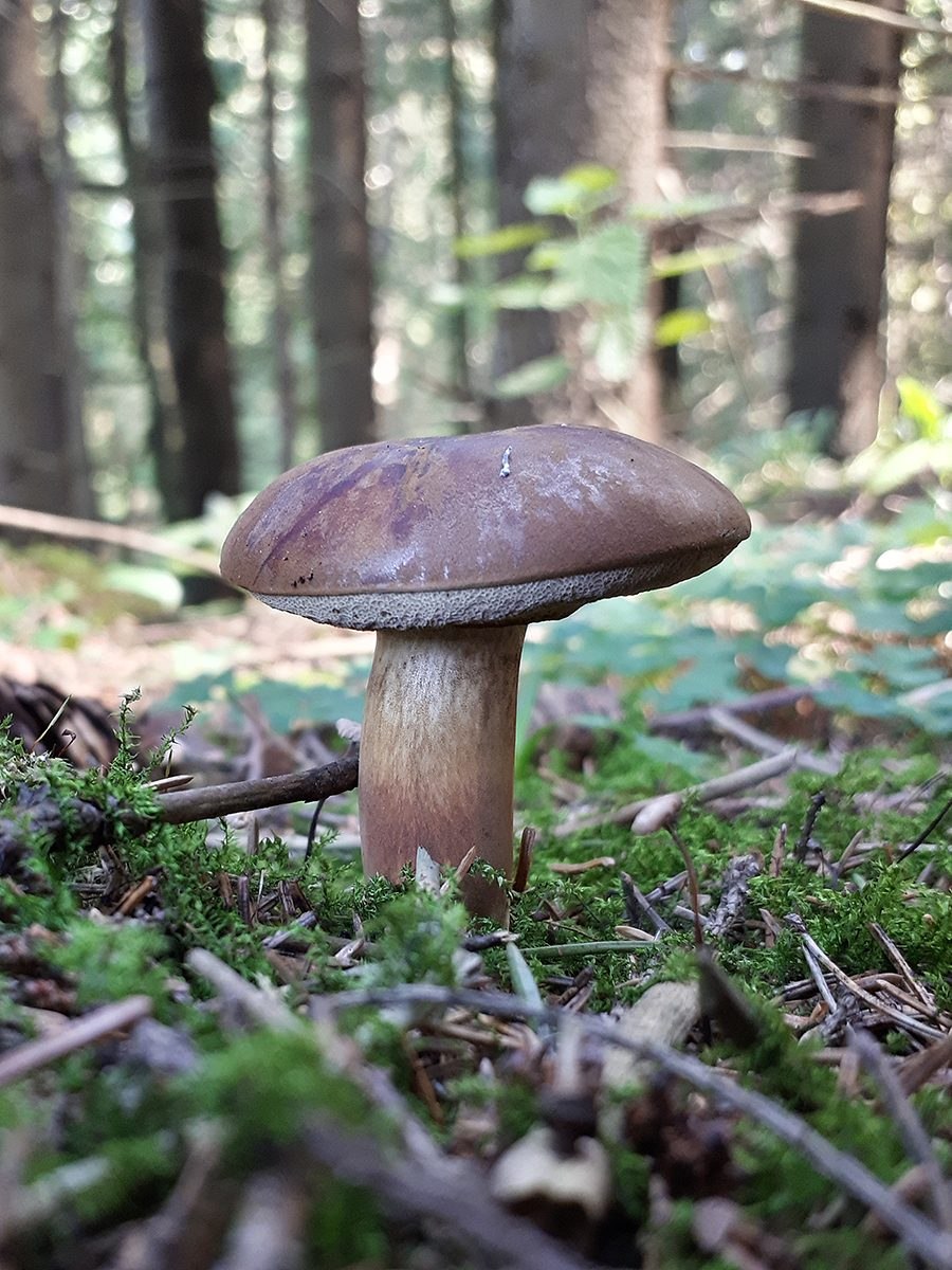 Польский гриб или ореховик (Boletus badius), октябрь