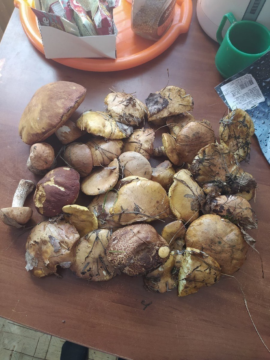 Грибы Тюменской области