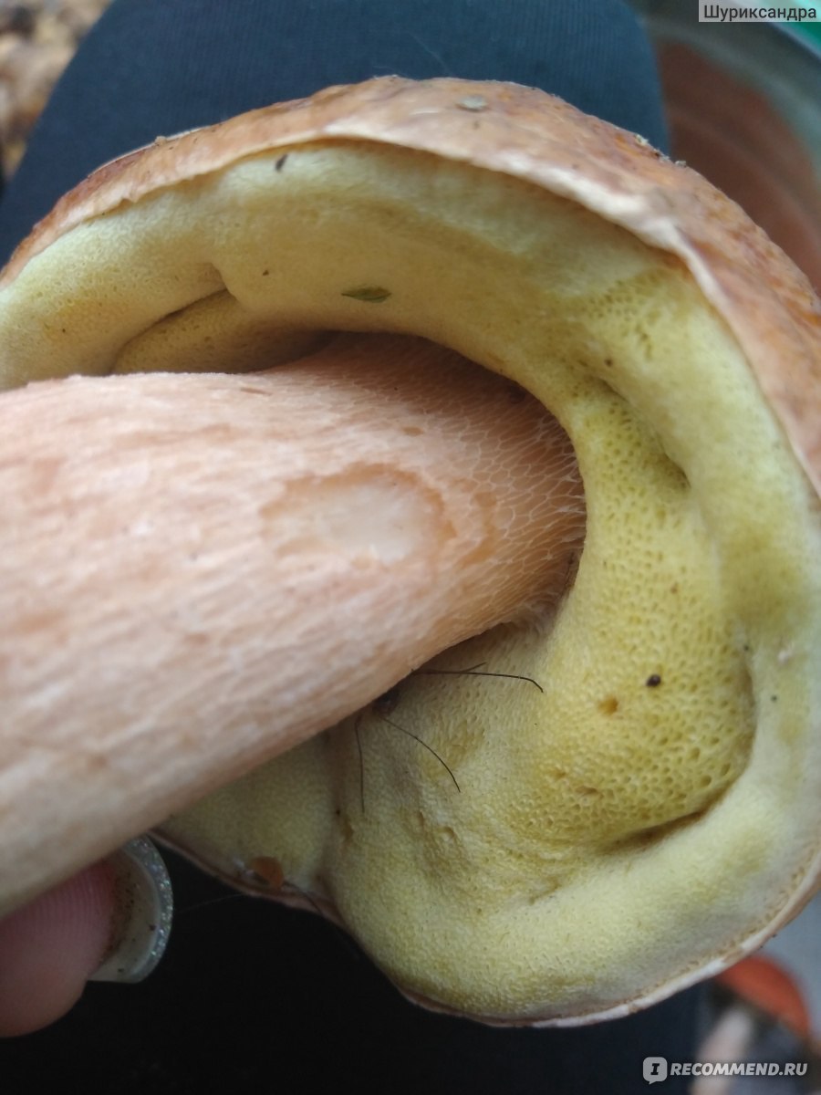 Ложный Боровик белый гриб