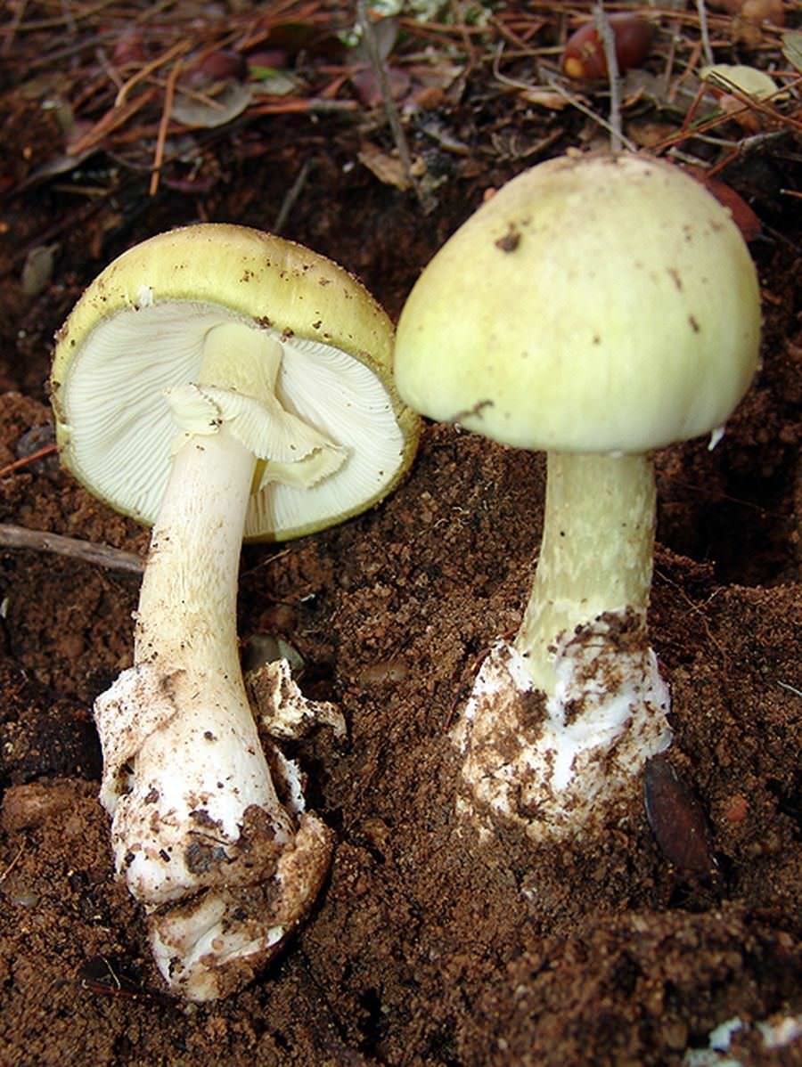 Бледная поганка Amanita phalloides