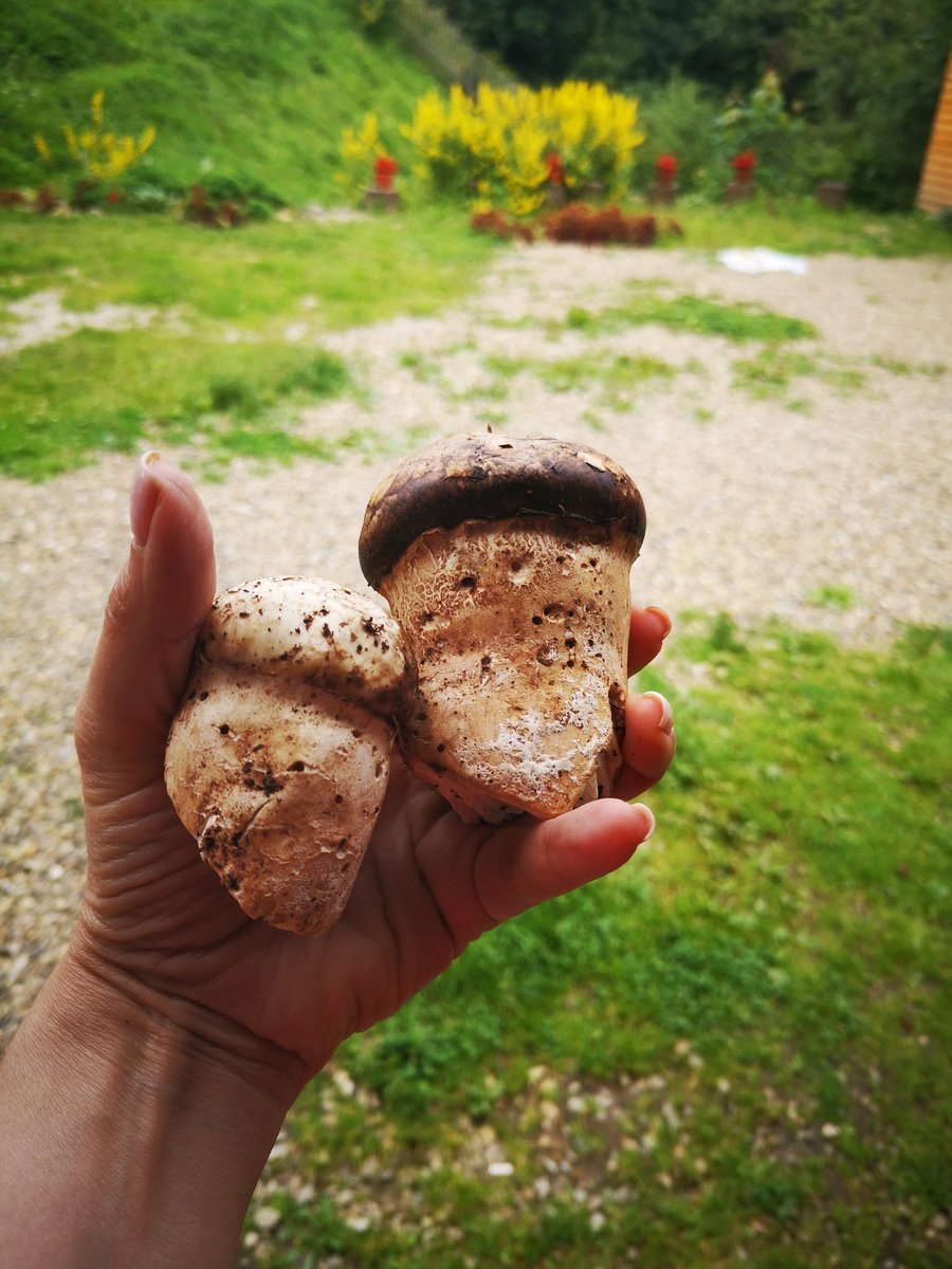 Старый белый гриб