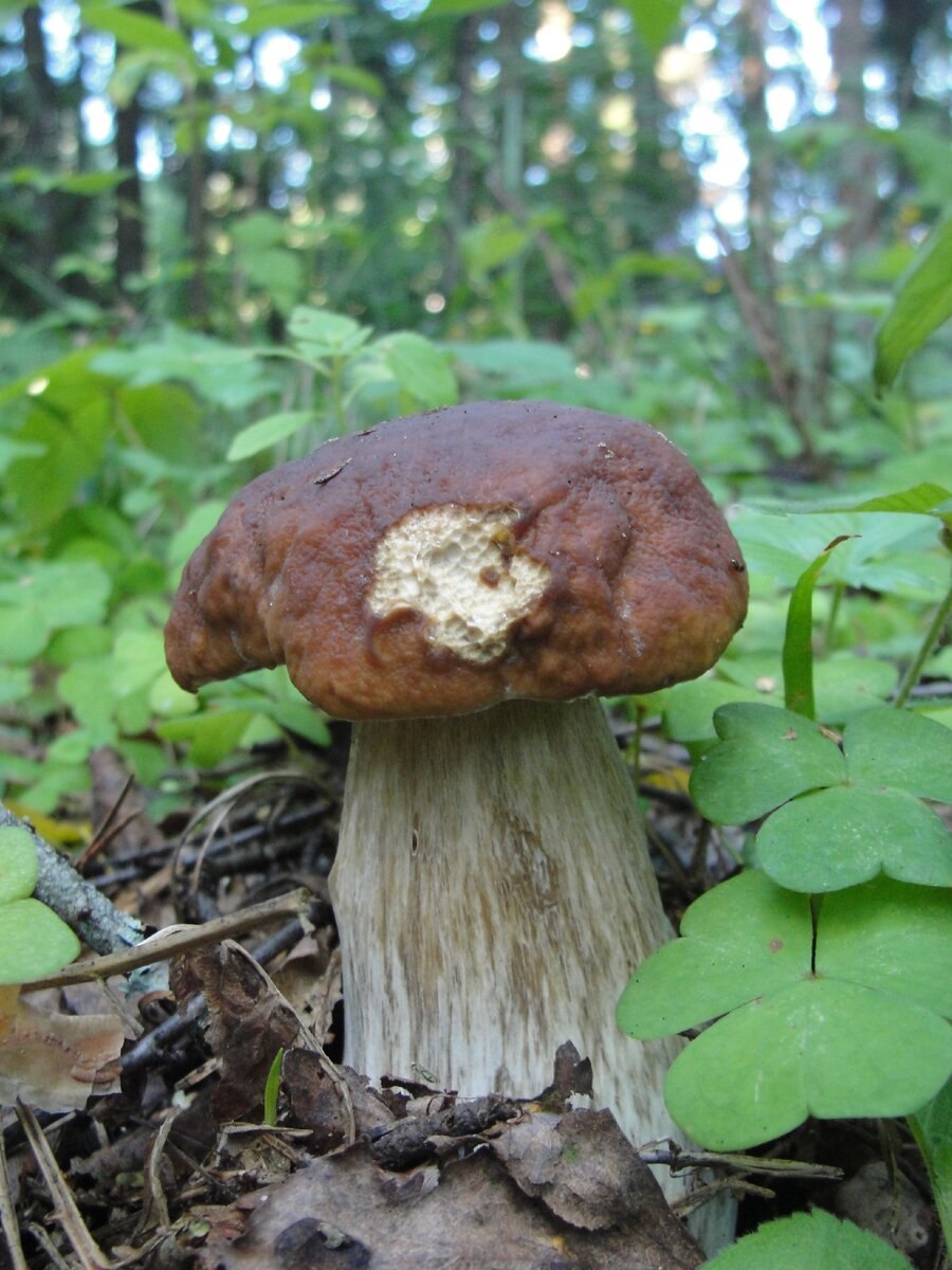 Лже белый гриб