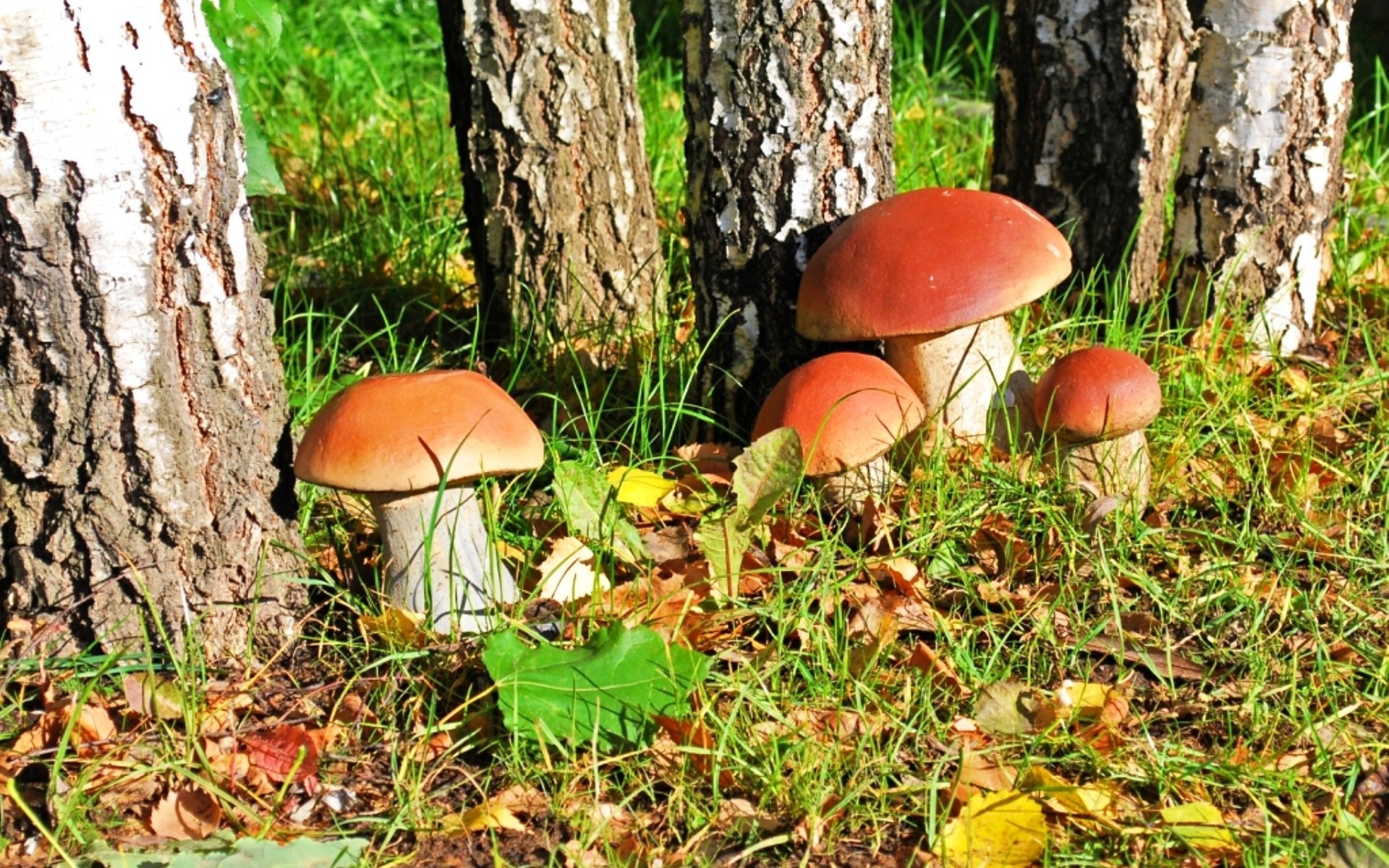 Когда растут грибы в лесу