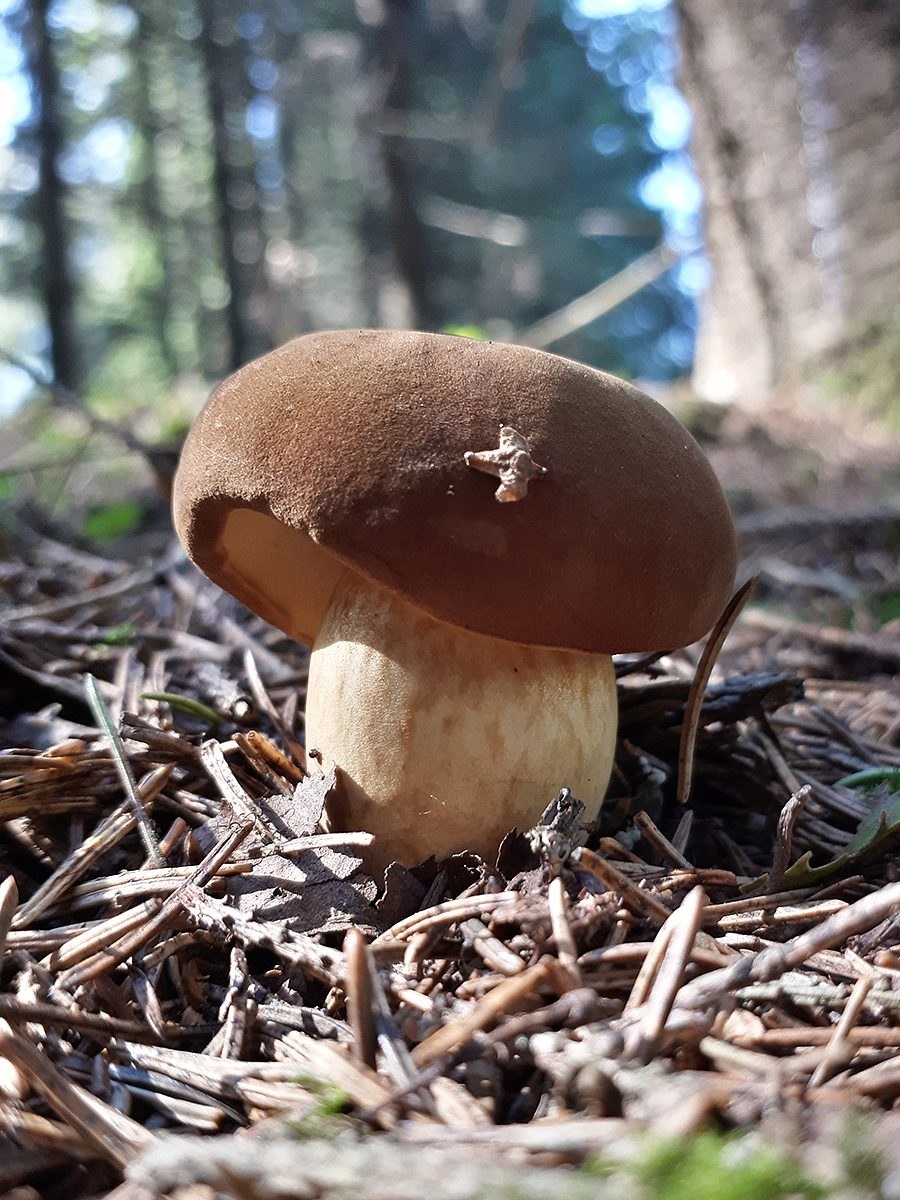 Моховик каштановый