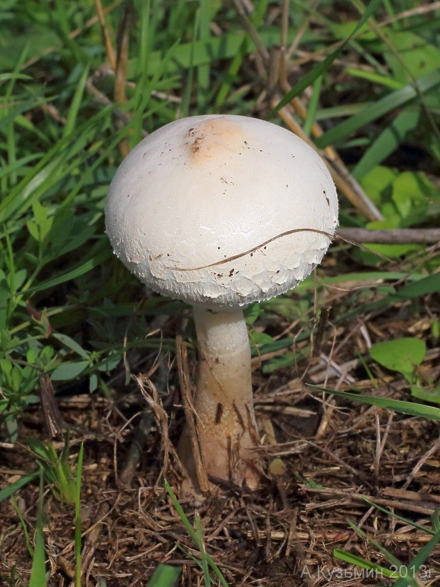 • Зонтик белый (Macrolepiota excoriata
