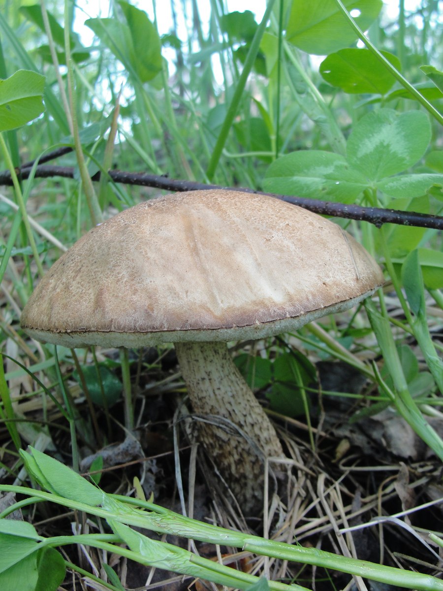 Съедобные грибы Брянской области