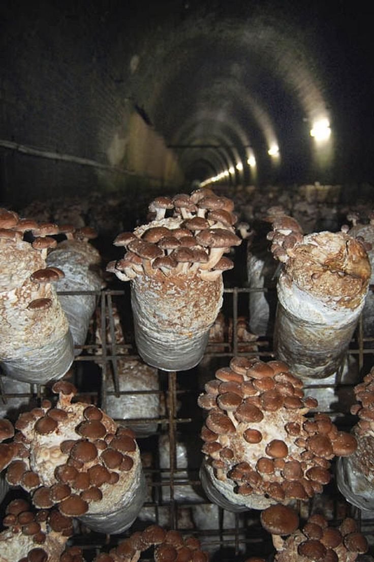 Грибная ферма белых грибов