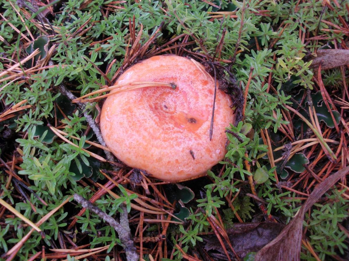 Есть гриб рыжик. Рыжик Сосновый/Боровой (Lactarius deliciosus);. Рыжик Боровой Сосновый. Гриб Рыжик Сосновый. Царский гриб Рыжик.