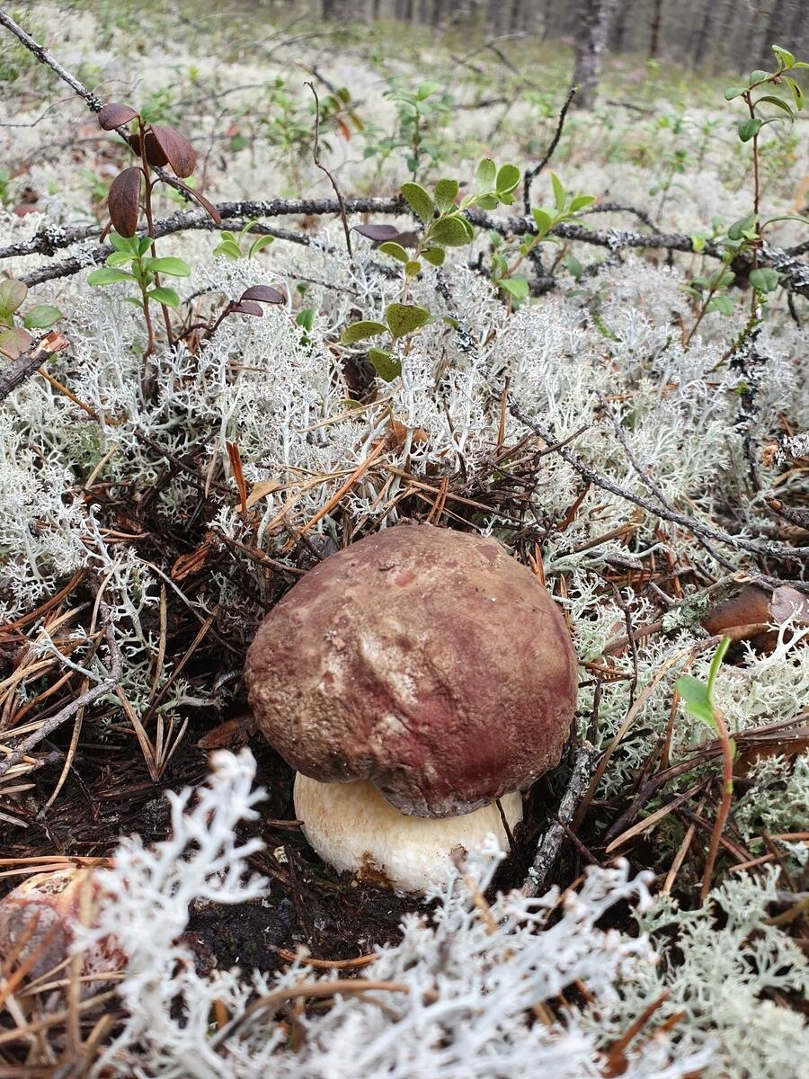 Боровой белый гриб